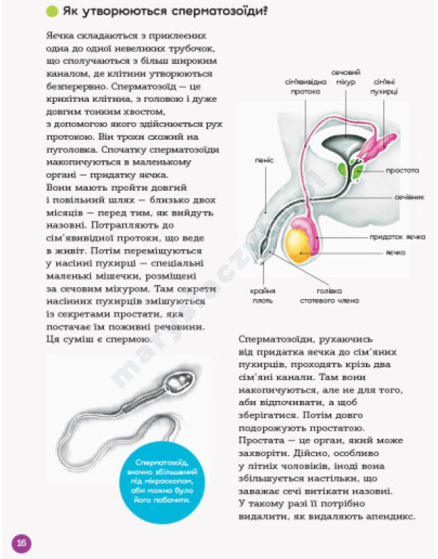 Енциклопедія статевого життя. 10-13 років Енциклопедія статевого життя. 10-13 років
