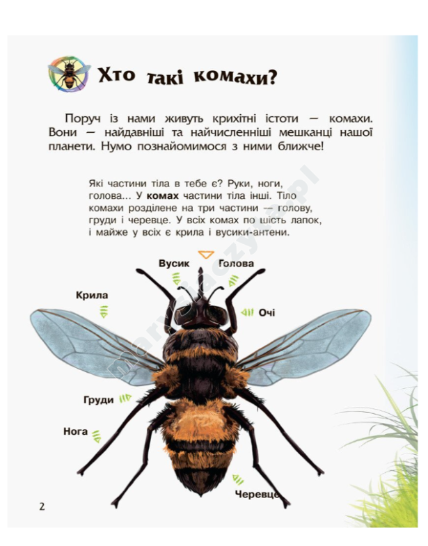 Комахи. Енциклопедія дошкільника Комахи. Енциклопедія дошкільника