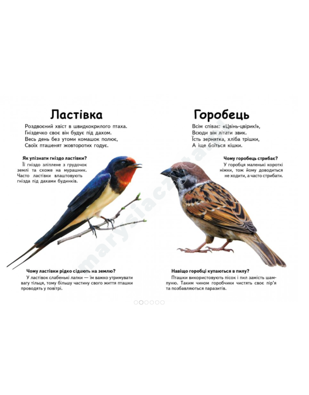 Хто це? Птахи. Запитання та відповіді