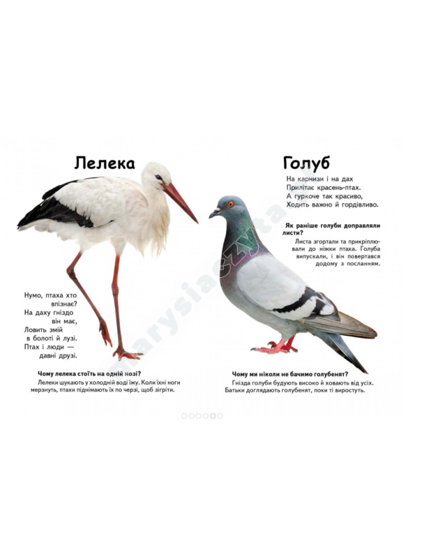 Хто це? Птахи. Запитання та відповіді